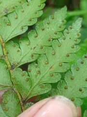 Microlepia