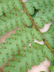 Microlepia