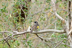 Phylidonyris novaehollandiae