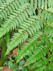 Microlepia