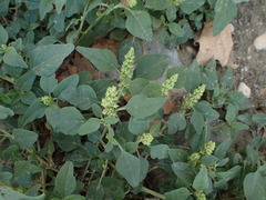 Amaranthus