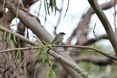 Pachycephala pectoralis