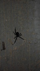 Latrodectus tredecimguttatus