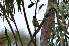 Pardalotus punctatus