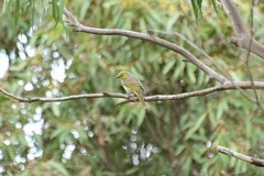 Ptilotula penicillata