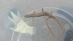 Ablepharus pannonicus