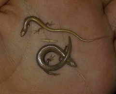 Ablepharus pannonicus