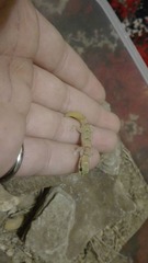 Microgecko helenae helenae