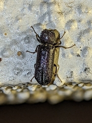 Amphicerus cornutus