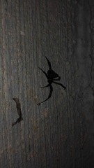 Latrodectus tredecimguttatus