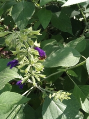 Salvia mexicana