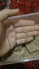 Microgecko helenae helenae