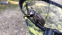 Trypoxylus dichotomus