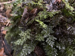 Hymenophyllum
