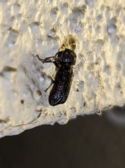 Amphicerus cornutus