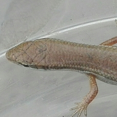 Ablepharus pannonicus