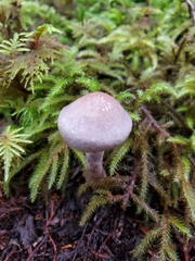 Cortinarius