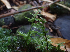 Hymenophyllum