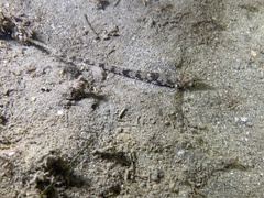 Odontopyxis trispinosa