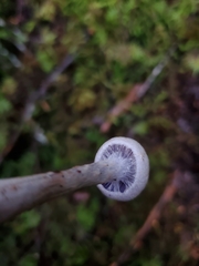 Cortinarius