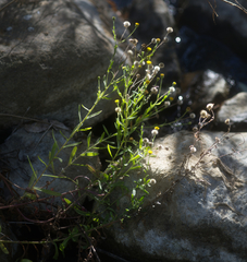 Pulicaria paludosa