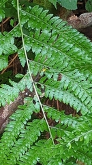 Microlepia strigosa