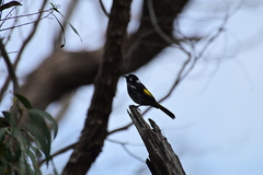 Phylidonyris novaehollandiae