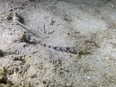 Odontopyxis trispinosa