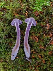 Cortinarius