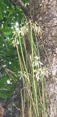 Dendrobium teretifolium