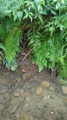 Microlepia strigosa