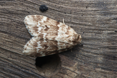 Scaphidriotis xylogramma