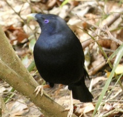 Ptilonorhynchus violaceus