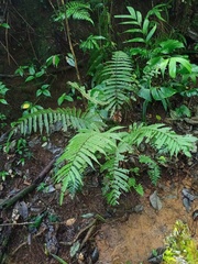 Sphaerostephanos heterocarpos