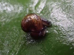 Ovachlamys fulgens
