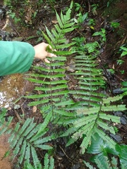 Sphaerostephanos heterocarpos