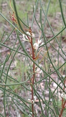 Hakea rostrata