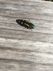 Buprestis rufipes