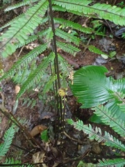 Sphaerostephanos heterocarpos