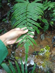 Sphaerostephanos heterocarpos