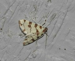 Conchylodes octonalis