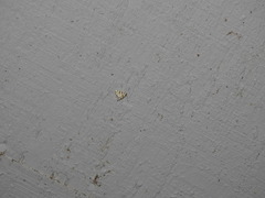 Conchylodes octonalis
