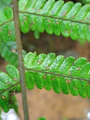 Sphaerostephanos heterocarpos