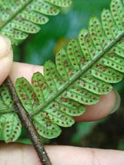 Sphaerostephanos heterocarpos
