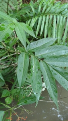 Sambucus javanica