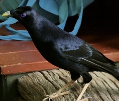 Ptilonorhynchus violaceus