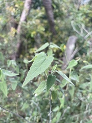 Abutilon oxycarpum