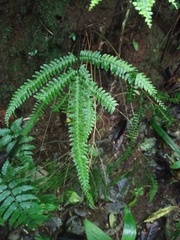 Lindsaea lobata