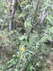 Abutilon oxycarpum