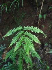 Lindsaea lobata